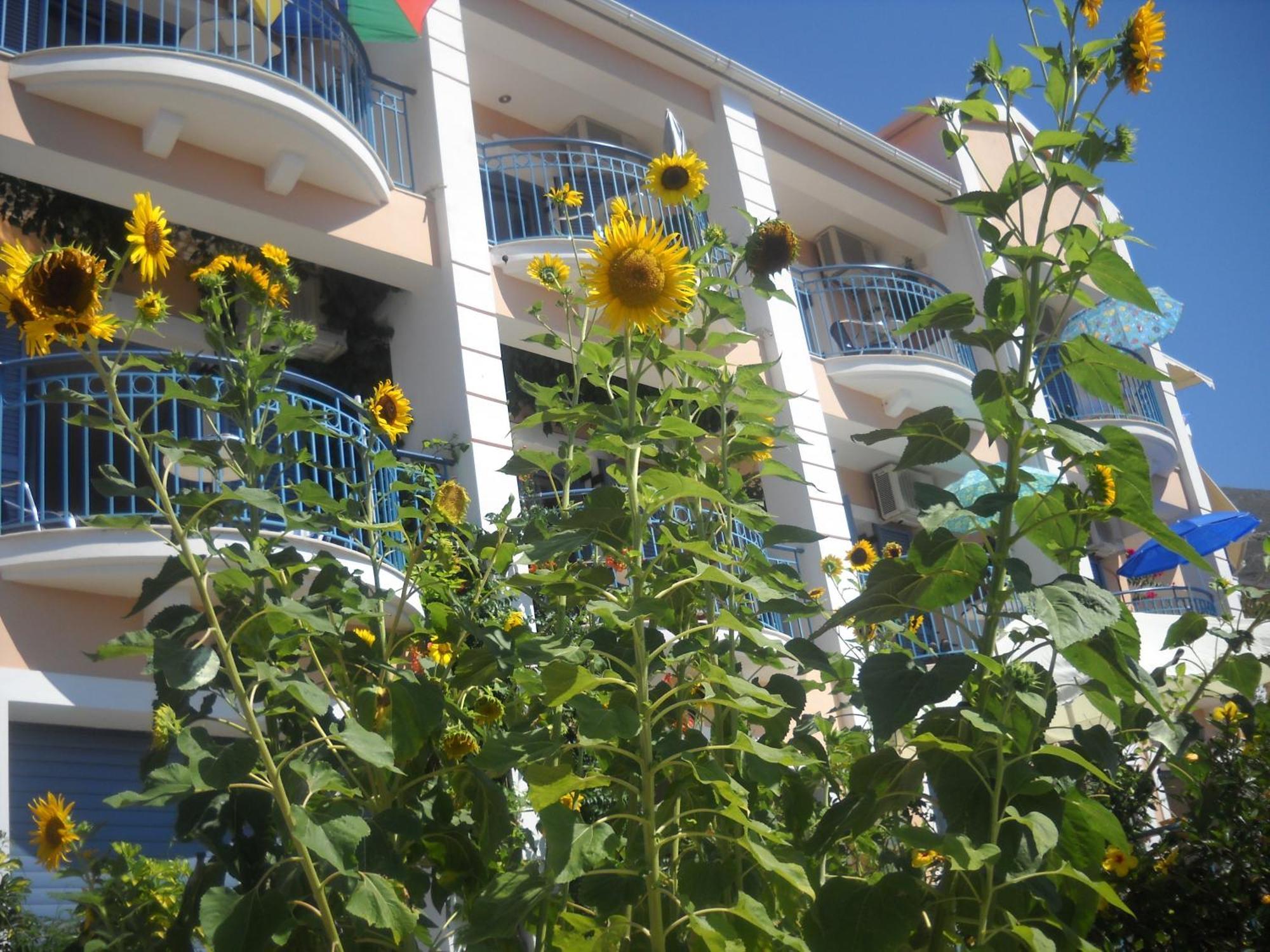 Olive Bay Hotel Agia Efimia Exterior photo